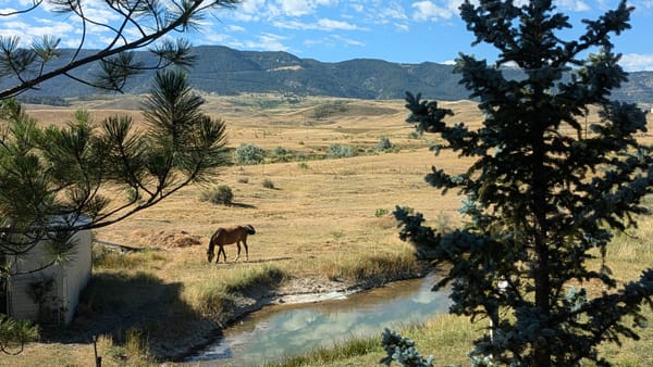 Horse grazing by a small pond with mountains in the background.